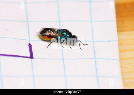 Pseudomalus auratus Familie Chrysididae Gattung Pseudomalus Kuckuckwespe wilde Natur Insektentapete Stockfoto