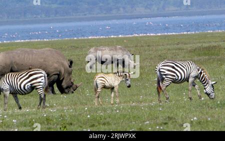 Bildnummer: 52047472 Datum: 09.08.2007 Copyright: imago/Xinhua Nashörner (Rhinocerotidae) und Steppenzebras (Equus quagga) im Lake Nakuru Nationalpark in Kenia - PUBLICATIONxNOTxINxCHN, Tiere , Landschaft; 2007, Lake Nakuru Nationalpark, Steppenzebra, Zebra, Zebras, Nashorn, Jungtier, Jungtiere, See, See, Säugetiere; , quer, Kbdig, Gruppenbild, Kenia, , Natur, Afrika Stockfoto