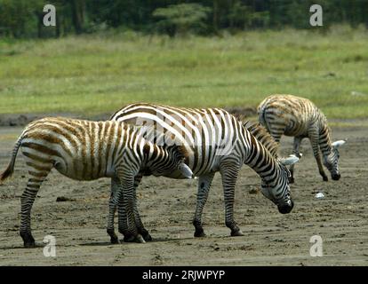 Bildnummer: 52047474 Datum: 09.08.2007 Copyright: imago/Xinhua Steppenzebras (Equus quagga) im Lake Nakuru Nationalpark in Kenia - PUBLICATIONxNOTxINxCHN, Tiere; 2007, Lake Nakuru Nationalpark, Steppenzebra, Zebra, Zebras, Jungtier, Jungtiere, Säugetiere; , quer, Kbdig, Gruppenbild, Kenia, , Natur, Afrika Stockfoto