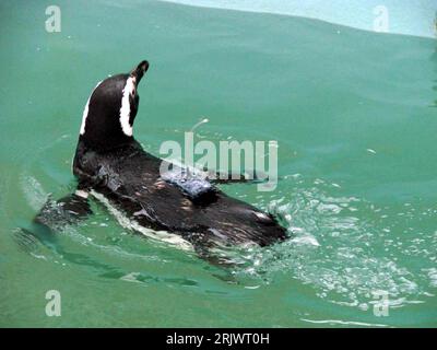 Bildnummer: 52062922 Datum: 24.08.2007 Copyright: imago/Xinhua Magellan Pinguin (Spheniscus magellanicus) mit Sensor in einem Becken in Mar Del Plata PUBLICATIONxNOTxINxCHN, Tiere; 2007, Mar Del Plata, Pinguin, Pinguine, Vögel; , quer, Kbdig, Einzelbild, , Argentinien, , Biologie, Wissenschaft, Stockfoto