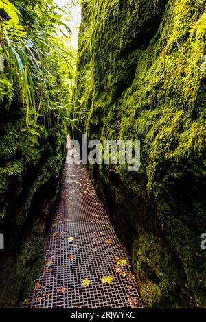 Sommerwanderung durch die Drachenschlucht bei Eisenach - Thüringen - Deutschland Stockfoto