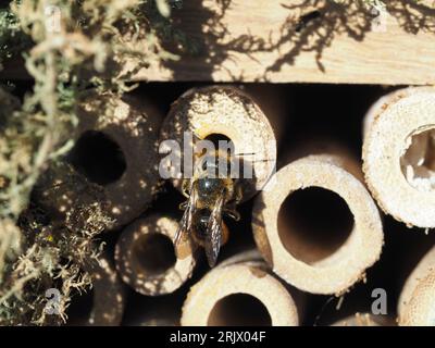 Solitary bee nesting in a bee hotel in a garden in West Wales Stock Photo