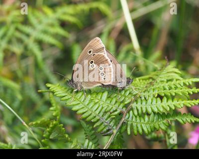 Two ringlet butterflies, Aphantopus hyperantus, mating on bracken leaf. Stockfoto