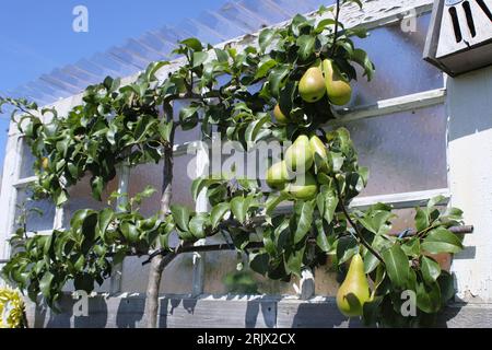 Birnen Reifen am Spalier trainierten Baum im Spätsommer auf britischem Kleinplatz Stockfoto