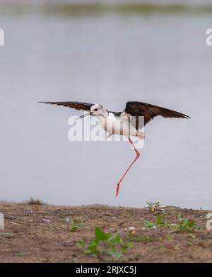 Schwarzer geflügelter Stiel Himantopus himantopus halbes Hopping im Flug im RSPB Farmpton Marsh Nature Reserve in Lincolnshire, Großbritannien Stockfoto