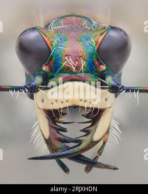 Symmetrisches Porträt des Kopfes eines Dune Tiger Beetle isoliert vom Hintergrund (Cicindela maritima) Stockfoto