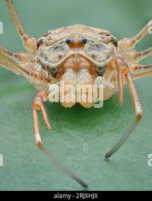 Porträt eines blassbraunen, gabelförmigen Harvestmans oder eines Papas mit langen Beinen (Dicranopalpus ramosus) Stockfoto