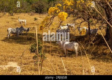 Catalao, Goias, Brasilien – 11. August 2023: Eine Viehherde auf einer Weide im trockenen Cerrado, mit einem blühenden gelben ipe an einem klaren Tag. Stockfoto