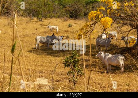 Catalao, Goias, Brasilien – 11. August 2023: Eine Viehherde auf einer Weide im trockenen Cerrado, mit einem blühenden gelben ipe an einem klaren Tag. Stockfoto