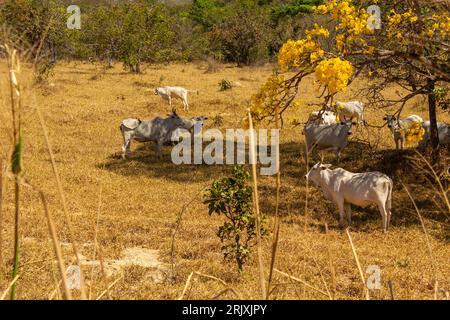 Catalao, Goias, Brasilien – 11. August 2023: Eine Viehherde auf einer Weide im trockenen Cerrado, mit einem blühenden gelben ipe an einem klaren Tag. Stockfoto