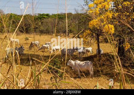 Catalao, Goias, Brasilien – 11. August 2023: Eine Viehherde auf einer Weide im trockenen Cerrado, mit einem blühenden gelben ipe an einem klaren Tag. Stockfoto