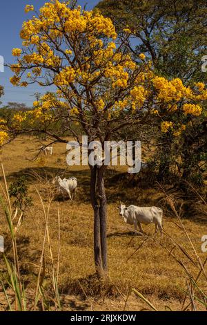 Catalao, Goias, Brasilien – 11. August 2023: Eine kleine Viehherde auf einer Weide im trockenen Cerrado, mit einem blühenden gelben ipe an einem klaren Tag. Stockfoto