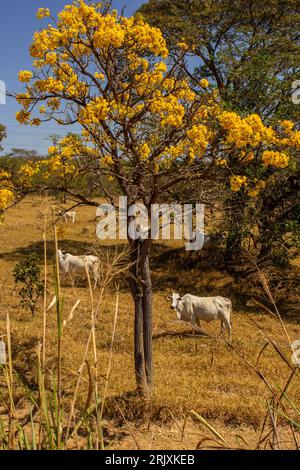 Catalao, Goias, Brasilien – 11. August 2023: Eine kleine Viehherde auf einer Weide im trockenen Cerrado, mit einem blühenden gelben ipe an einem klaren Tag. Stockfoto