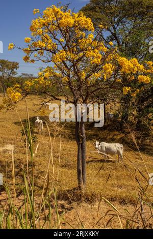 Catalao, Goias, Brasilien – 11. August 2023: Eine kleine Viehherde auf einer Weide im trockenen Cerrado, mit einem blühenden gelben ipe an einem klaren Tag. Stockfoto