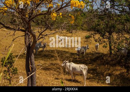 Catalao, Goias, Brasilien – 11. August 2023: Eine Viehherde auf einer Weide im trockenen Cerrado, mit einem blühenden gelben ipe an einem klaren Tag. Stockfoto