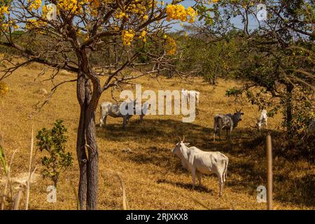 Catalao, Goias, Brasilien – 11. August 2023: Eine Viehherde auf einer Weide im trockenen Cerrado, mit einem blühenden gelben ipe an einem klaren Tag. Stockfoto