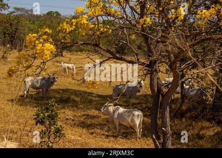 Catalao, Goias, Brasilien – 11. August 2023: Eine Viehherde auf einer Weide im trockenen Cerrado, mit einem blühenden gelben ipe an einem klaren Tag. Stockfoto