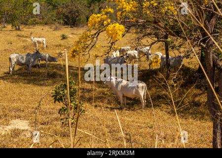 Catalao, Goias, Brasilien – 11. August 2023: Eine Viehherde auf einer Weide im trockenen Cerrado, mit einem blühenden gelben ipe an einem klaren Tag. Stockfoto