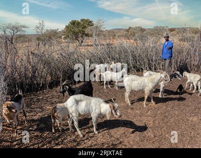 African herdsmen in the village, walking in the kraal to steer the goats Stockfoto