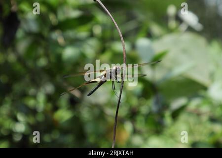 Ansicht einer Libelle (Rhyothemis variegata) auf einem herabhängenden Rebstock in einem wilden Gebiet Stockfoto