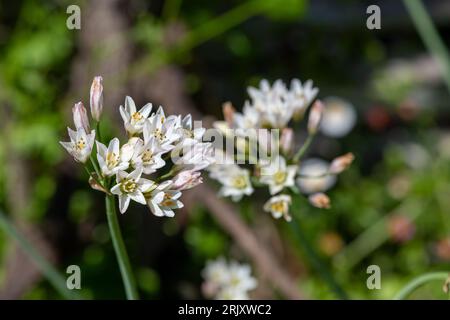 Nahaufnahme von dünnen Blüten mit falschem Knoblauch (Nothoscordum gracile) in Blüte Stockfoto