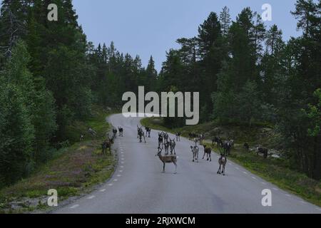 Majestic reindeer (Rangifer tarandus) walking on the asphalt road in front of the car in the woods near Idre in Dalarna, Sweden Stock Photo