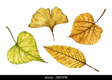 Eine Reihe von Herbstblättern (Ulme, Ginkgo, Linden), handgezeichnete Aquarellillustration isoliert auf weißem Hintergrund. Für Muster, Textilien, Aufkleber. Stockfoto