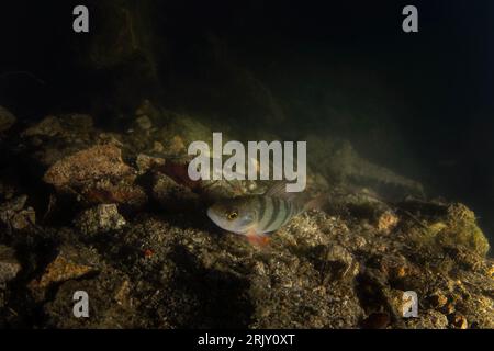 Europäischer Barsch beim Nachttauchgang. Barsch schwimmt auf dem Grund des Sees. Nachttauchgang im Süßwasser. Stockfoto