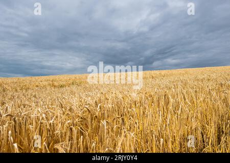 Spring Barley, die in Tierfutter umgewandelt wird, wartet auf die Ernte in Irland. Stockfoto