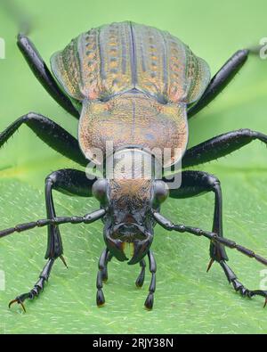 Porträt eines kupferfarbenen Bodenkäfers mit granuliertem Elytra, auf einem grünen Blatt stehend (Granulierter Bodenkäfer, Carabus granulatus) Stockfoto