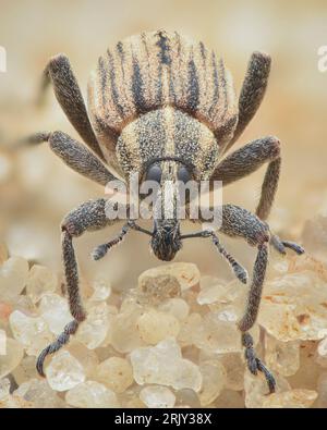 Portrait eines Käfers auf Sand (Hypera arator) Stockfoto