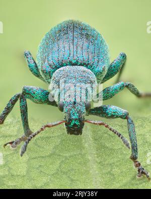 Porträt des Blauen Käfers (Polydrusus amoenus) Stockfoto