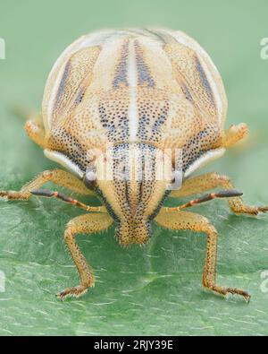 Porträt einer Schildwanze mit spitzem Kopf und hellbrauner Körperfarbe mit dunkelbrauner Längsrichtung (Bishop's Mitre Shield Bug, Aelia acuminata) Stockfoto