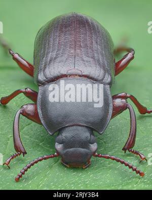 Symmetrisches Porträt eines langen, dunkelroten dunkelroten Käfers auf einem grünen Blatt (Gelber Mehlwurmkäfer, Tenebrio molitor) Stockfoto