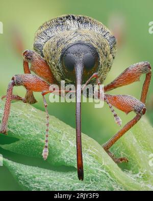 Portrait eines Käfers, einer Art Käfer, mit braunen Schuppen, orangefarbenen Beinen und einem langen Proboscis, der auf einem grünen Blatt steht (Acorn Käfer, Curculio glandium) Stockfoto