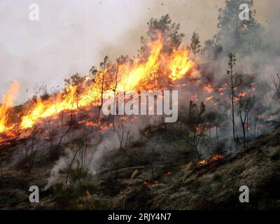 Bildnummer: 52444097 Datum: 06.03.2008 Copyright: imago/Xinhua Waldbrand in Gaoqiao - Guizhou - China - PUBLICATIONxNOTxINxCHN, Landschaft , premiumd; 2008, Gaoqiao , Tongzi , Guizhou , China, Waldbrand, Waldbrände, Wald, Wälder, Brand, Brände, Feuer, Flamme, Flammen, Branding, Brennen, Rauch, Qualm, Katastrophe, Katastrophe, Naturkatastrophe, Naturkatastrophen; , quer, Kbdig, total, , - Asien Stockfoto