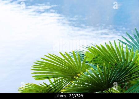 Kokospalmen vor blauem Himmel, Krone einer Kokospalme Stockfoto