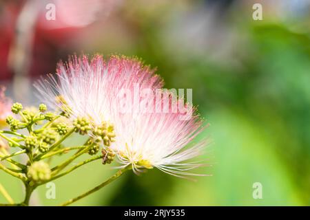 Rosa persische Seidenbaum. Wunderschöne rosa Blüten der japanischen Akazie, Albizia julibrissin Stockfoto