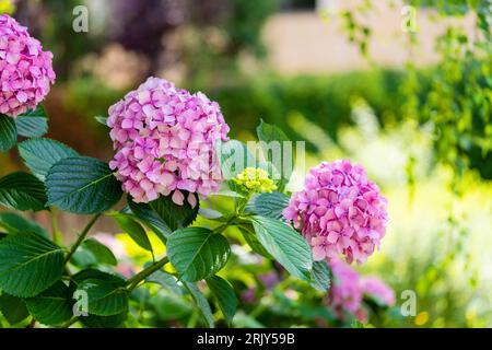 Hydrangea-Blüte, Hydrangea macrophylla oder Hortensia-Blüte mit grünem Stiel und Laub, die im Frühjahr und Sommer blühen Stockfoto