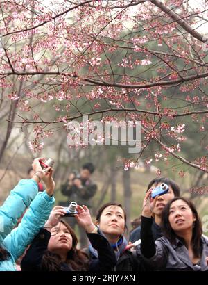 Bildnummer: 52469707 Datum: 23.03.2008 Copyright: imago/Xinhua einheimische fotografieren die Kirschblüte im Yuyuantan Park in Beijing - PUBLICATIONxNOTxINxCHN, Personen , Pflanzen; 2008, Peking, China, Parks, Einheimische, Chinesen, Kirche, Kirschbaum, Kirschblüten, Blüte, Blüten, blühend, blühende; , hoch, Kbdig, Frühjahr, Jahreszeiten, Gruppenbild, , , Asien Stockfoto