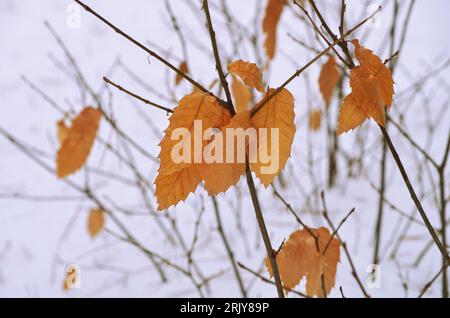 colour autumnal of chestnut leaves contrast with blurred white snowy background in Etna National Park, Sicily, Italy Stockfoto