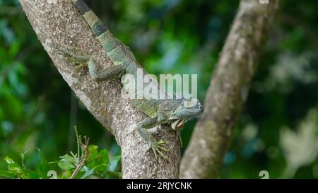 Nahaufnahme eines schwarzen Stachelschwanz-Leguanas auf einem Baumstamm Stockfoto
