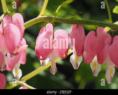 Asiatisches Blutendes Herz. Wissenschaftliche Bezeichnung: Lamprocapnos. Familie: Papaveraceae. Reihenfolge: Ranunculales. Königreich: Plantae. Stockfoto