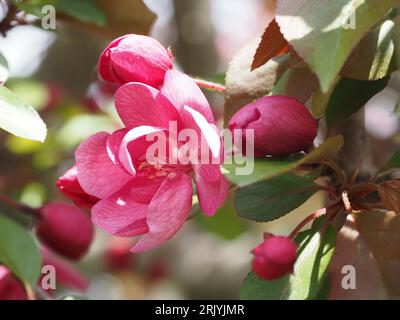 Rosa japanische Krabbenblüten sonnendurchflutet in Bloomington, MN (Mai) Stockfoto