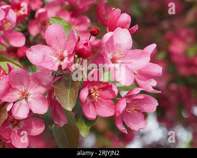 Pink crabapple tree blossoms in Bloomington, MN (May) Stock Photo