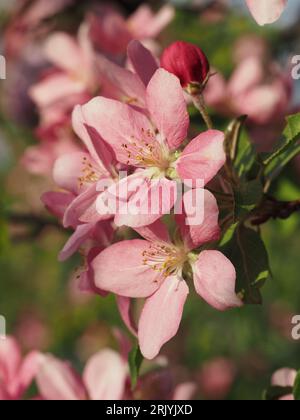 Rosa Krabbenblüten sonnenbeleuchtet zur goldenen Stunde in Bloomington, MN (Mai) Stockfoto