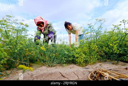 ZHANGYE, CHINA - AUGUST 23, 2023 - Chinese herbal farmers use fennel seedlings to help lodging after drought in Shandan county, Zhangye city, Gansu pr Stock Photo