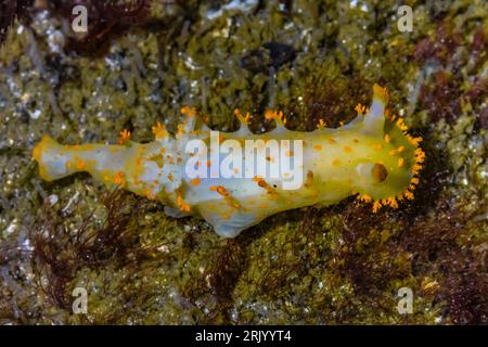 Clown Dorid, Triopha catalinae, Point of Arches, Olympic National Park, Washington State, USA Stockfoto