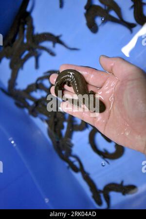 Bildnummer: 52627509 Datum: 05.07.2008 Copyright: imago/Xinhua Hand hält junge Chinesische Riesensalamander (Andrias davidianus) - Aufzucht in der Jiujia Aquakultur Farm in Yinxiu Yao, Autonome Region Guangxi Zhuang - China PUBLICATIONxNOTxINxCHN , Körperteile , Tiere; 2008, Suzhou , China , Salamander; , hoch, Kbdig, Einzelbild, , , Asien Bildnummer 52627509 Datum 05 07 2008 Copyright Imago XINHUA Hand Hold Boys Chinese Japanese Riesen Salamander davidianus Aufzucht auf der Aquakulturfarm in Yinxiu Yao Autonomous Region Guangxi Zhuang China PUBLICATIONxNOTxINxCHN Körperteile Tier Stockfoto