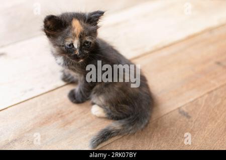 cute kitten sitting on a wooden table in the living room Stockfoto